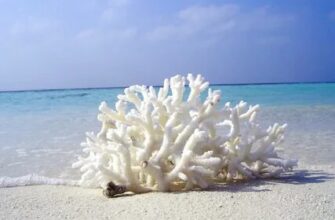 Коралл – лечебные и магические свойства, значение камня и знаки зодиака