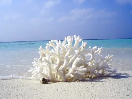 Коралл – лечебные и магические свойства, значение камня и знаки зодиака